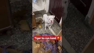 Aaj tiger ne mera pura bead fad Diya 😡😡😭ll #animallover #sauravjoshivlogs