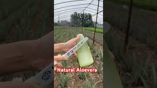 Natural Aloevera || #natural #aloevera #skimcareroutine #aloeverabenefits #aloeverafacepack