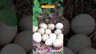 Pheasant Eggs, Rural Life تخم قرقاول، تیرنگ مرغونه