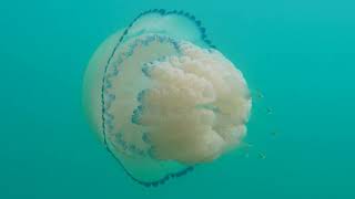 Barrel jellyfish (Rhizostoma pulmo)