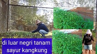 TKW Malaysia balik kerja langsung berkebun tanam sayur