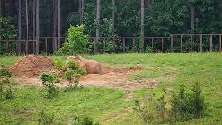 The Elephant Sanctuary | Tange in the Mud