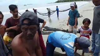 panen ikan di laut barus tapanuli tengah