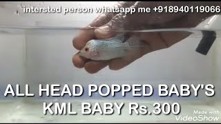 Kml and thaisilk flowerhorn baby for sale