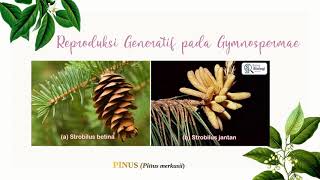 REPRODUKSI GYMNOSPERMAE KELAS 9