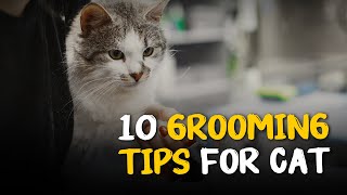 10 Essential Grooming Tips For Cats