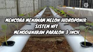 PETANI MILENIAL | Mencoba Melon Jenis Kirani Umur 1 HST