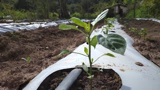 PLANTAÇÃO DE PIMENTÃO A CÉU ABERTO