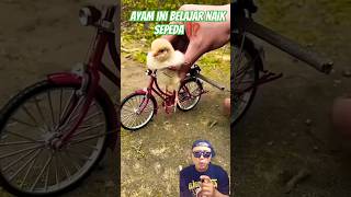 AYAM INI BELAJAR NAIK SEPEDA ⁉️ #funny #amazingfacts #pets #shots #dubbing #comedy