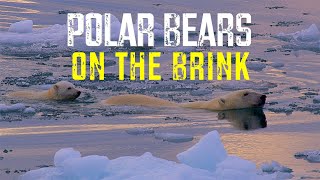 Polar Bears on the Brink #nature #wildlife #endangered #travel #explore | 4KUHD #safari