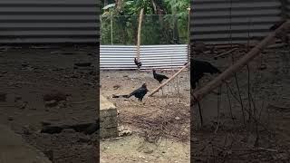 Beri makan daun pepaya untuk ayam kampung di kandang semi umbaran🐓