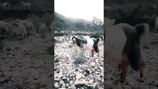 shaman goat in dry river #shorts #villagelife #animals