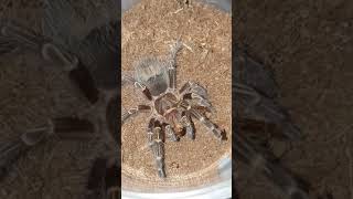 Tarantula Feeding Video 072 - Grammostola pulchripes