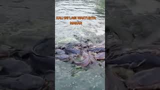 CATFISH  || INDUKAN IKAN LELE