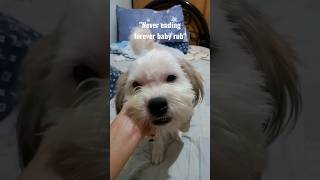 "Never ending forever baby rub"     #cute #furbaby #dogs #doglover #puppy