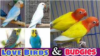 African Love Birds Price List 2022 | Cute Love Birds In Pakistan | Khan Birds Collection