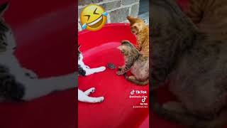 If you want to LAUGH HARD, WATCH FUNNY #animalstok #animals #cat #dog #monkeys #bear #goat #shorts