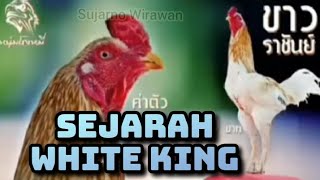 Sejarah ayam pakhoy white king#ayampakhoy #ayambangkok #ayambangkokklasik #ayammangon