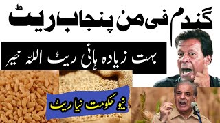 Wheat price in Pakistan 2023|Gundam ka rate today Punjab Pakistan|Wheat price in 2023