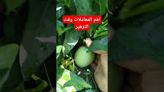 لازم ترش الببينو كدا وقت التظهير #زراعه #اكسبلور #الببينو