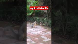 squirrel encounter of thé friendly kind