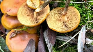 Ontario mushroom foraging and identifying November 2024