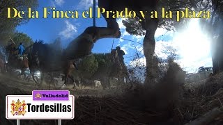 Encierro por el Campo en Tordesillas, Martes 13