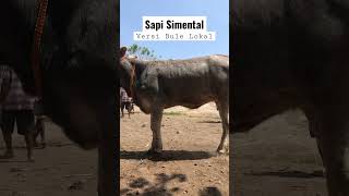 Sapi Simental Bule Lokal