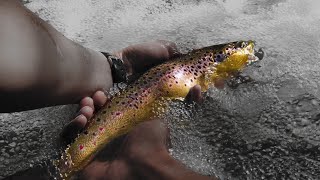 Pesca alla trota in torrente - I salmoni di Montese