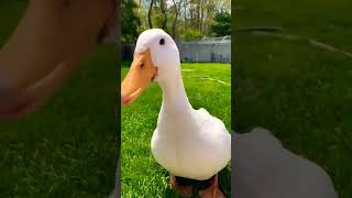 What Ducks Are Saying #viral #trending #youtubeshorts