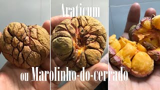 ARATICUM ou Marolinho do CERRADO | MAROLO