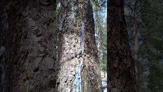 Found  another tree leaking Neon BLUE SAP.!.....Kootenays B.C