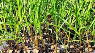 पूर्व हंगामी ऊस लागवड | Pre-Seasonal Sugarcane Plantation #sugarcane #ऊसलागवड