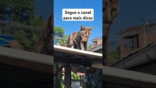 #apaixogatos #gatinhos #gatosrecémnascidos #gatosfilhotes #viralvideo#cat #adoteumgato #gatos #pets