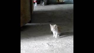 Pitbool ataca ha gatito(2)