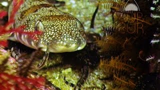 Endemic Shark. Awesome. Tiburon timido. ShyShark. South Africa. SubSur.