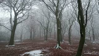 Woodland of Tandle Hill Country Park in misty weather.