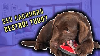 Seu cachorro vai destruir a coisa certa.