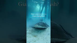 Have you ever seen a giant guitarfish? #shorts