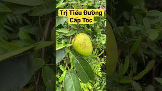 Trái trị Tiểu Đường Cấp Tốc. PHAN HẢI Vlog