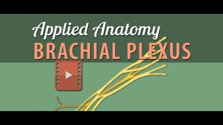 Brachial Plexus Part 2