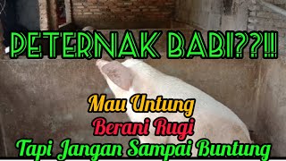 PETERNAK BABI HARUS BERANI SEGALA RESIKO YANG BISA TERJADI