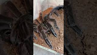 Tarantula FEEDIND ☠️ 1 #tarantula #vogelspinnen #tarantulafeeding