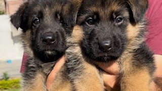 German shepherd puppy | One of them is mine | 35 days old | Logan coming soon...