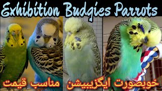 Exhibition Budgies Price In Pakistan 2022 | Show Budgies Birds | English Exhibition Budgies