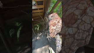 Eastern screech owls are small, only about 6-10 inches in height.