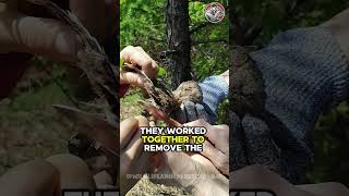 Heartwarming Injured Owl Rescue Trapped In the Garden