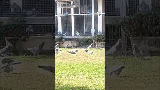 Las palomas jóvenes también descansan...