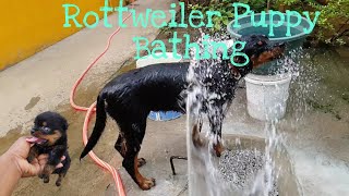 Rottweiler Bathing SlowMo | Rottweiler Puppy | Tamil Rottweiler | OKK | Runt Puppy