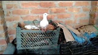 Khumara ka breeder pair Mashallah #MAsadBirds